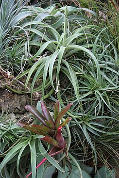 Tillandsia albertiana - Buffalo Botanical Gardens.jpg