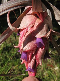 <i>Tillandsia sphaerocephala</i> Species of plant