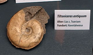 <i>Tiltoniceras</i>