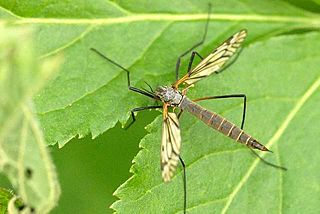 <i>Tipula excisa</i> Species of fly
