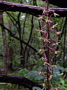 Tipularia discolor