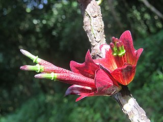 <i>Tolypanthus</i> Genus of mistletoes