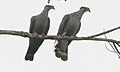 Topknot Pigeons, Julatten, Queensland 1.jpg