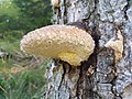 * Nomination Tree fungus in Val Vigezzo, Italy. --Mænsard vokser 08:20, 17 September 2020 (UTC) * Promotion  Support Very good image quality. Remarkable DoF for f/1.7. Some of the EXIF data is missing, will be good to include camera make etc. --Tagooty 13:30, 17 September 2020 (UTC)  Comment Thanks! I am not sure how to add those informations, but the camera is a Samsung Galaxy S8 mobile. --Mænsard vokser 08:00, 19 September 2020 (UTC)