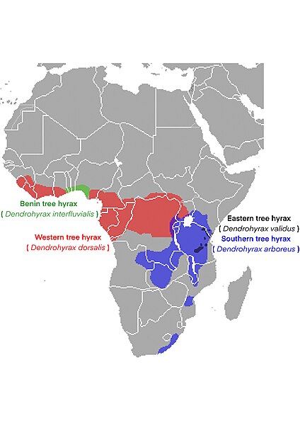 File:Tree hyrax Range.jpg