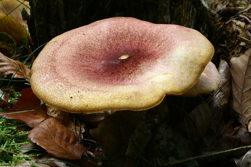 File:Tricholomopsis rutilans 20070925wa.JPG