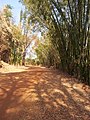 Trilha - Rio Jaguari - Cosmópolis SP - panoramio.jpg