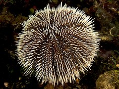 Tripneustes ventricosus, un Toxopneustidae.