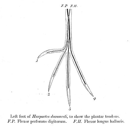 The tendons of the foot, showing the arrangement with a reversed second toe. The plantar tendon on the front (flexor perforans digitorum) splits into two sections, and enters the front toes while the hind plantar (flexor longus hallucis) splits and enters the hind toes.