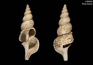 <i>Troschelia berniciensis</i> Species of gastropod