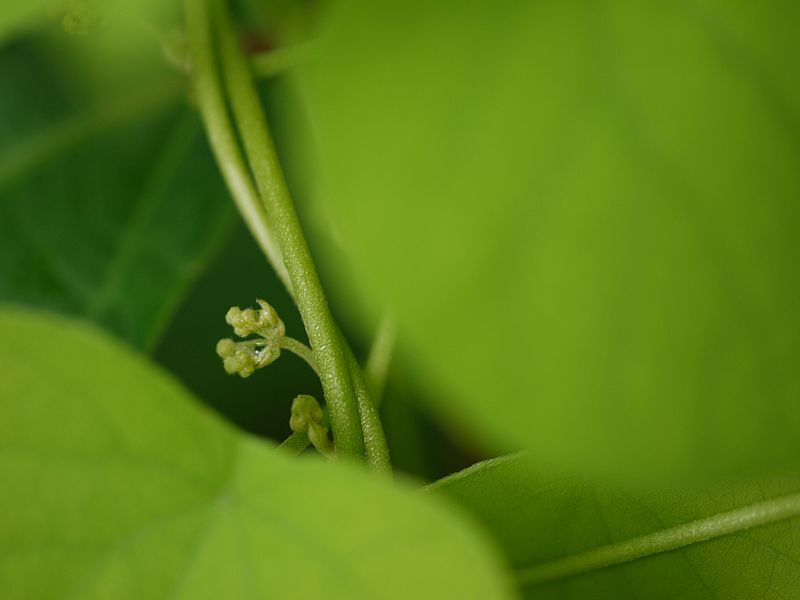 File:Tubukilota (in Assamese) (5894404686).jpg