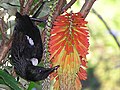 Hanging upside down feeding on red-hot poker flowers.