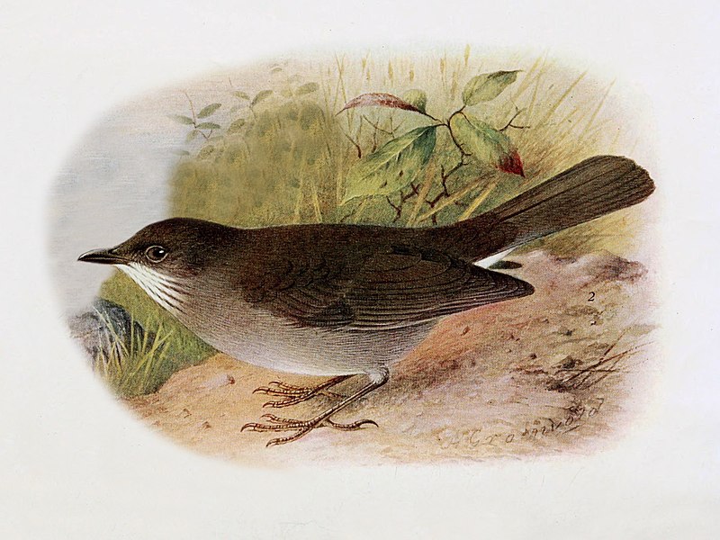 Black-billed nightingale-thrush - Wikiwand