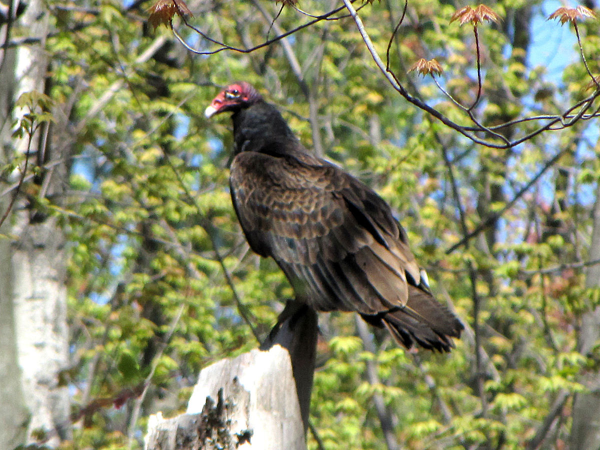 File:Turkey Vulture, Ottawa.jpg - Wikipedia