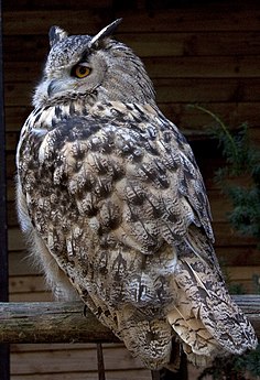 Turkmenian Eagle Owl 1 (3938553444).jpg