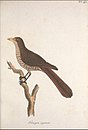 Dessin montrant un Piopio de Nouvelle-Zélande posé sur une branche et vu de côté avec la tête tournée vers la gauche. Il s'agit d'un oiseau avec un plumage brun sur le dessus et brun tacheté de blanc sur le dessous. Il a un bec jaune et une longue queue brune.