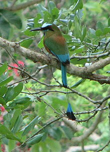 Turquoise-browed Motmot - Eumomota superciliosa.jpg