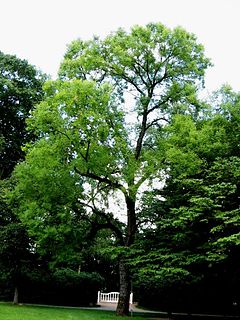 <i>Ulmus pumila</i> Poort Bulten