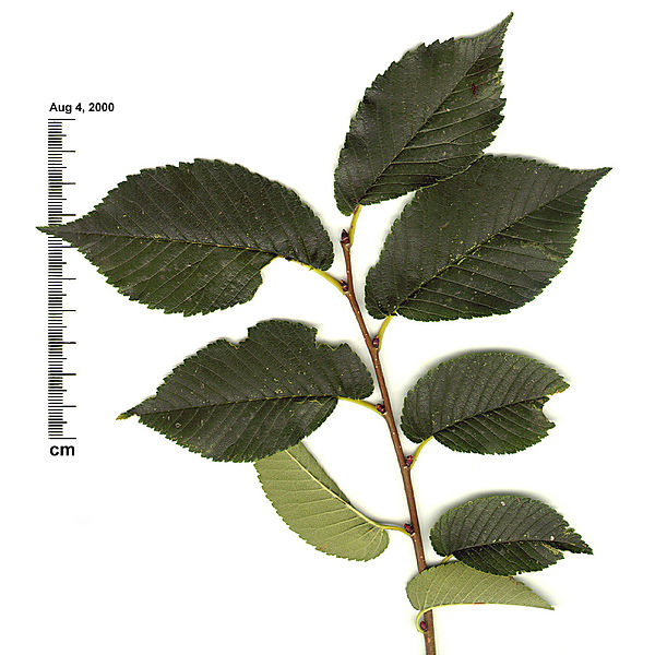 File:Ulmus pumila leaves and buds.jpg