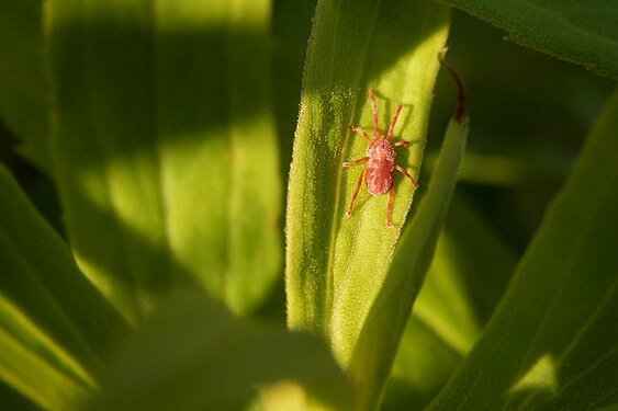 Unidentified Acari (Mites and Ticks)