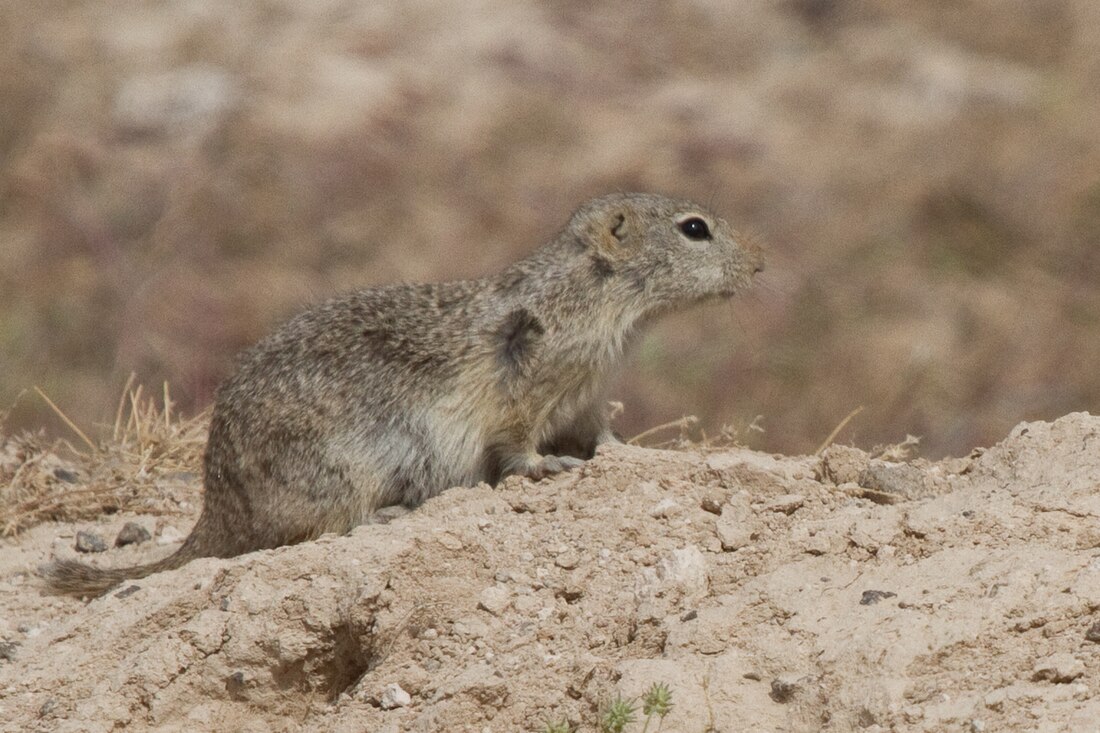 Urocitellus mollis