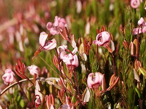 Brusinka obecná (Vaccinium oxycoccos)