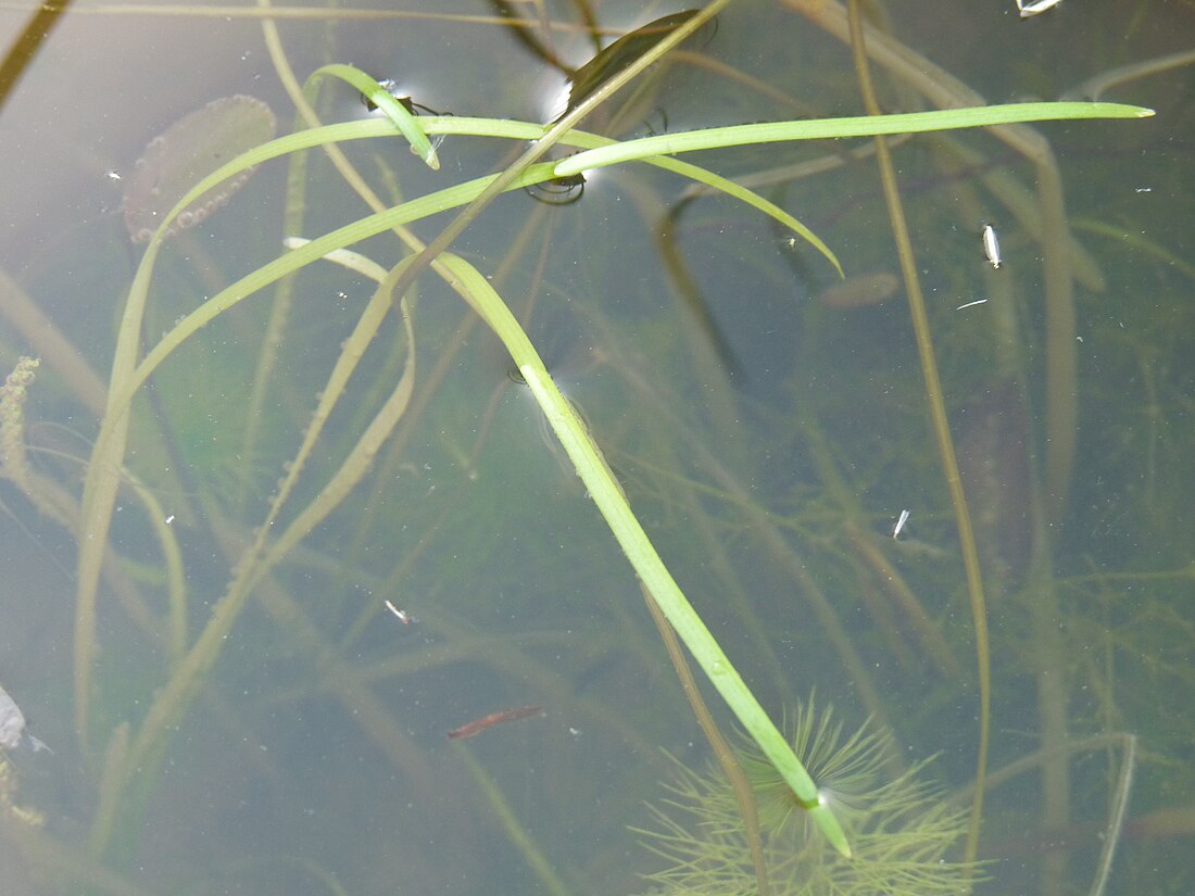 Vallisneria natans