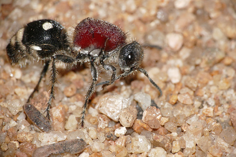 File:Velvet Ant (Mutillidae)(Id ?) (16821757352).jpg