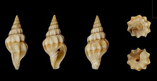 <i>Vexillum hendersoni</i> Species of gastropod