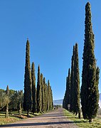 Viale di cipressi tipici del paesaggio Toscano.jpg