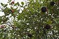 Français : Viburnum lantana Coteau de Chartèves (Aisne), France