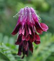 Kwiaty Vicia benghalensis.