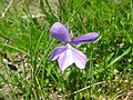 Viola cornuta