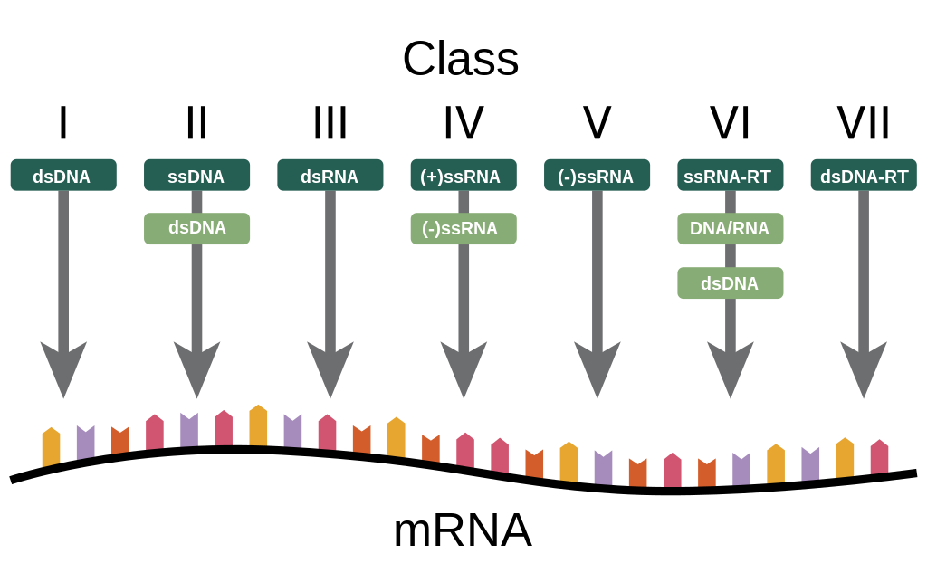 Baltimore virus classification