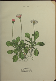 Bellis perennis plate 1 in: Wayside and woodland blossoms, 1895