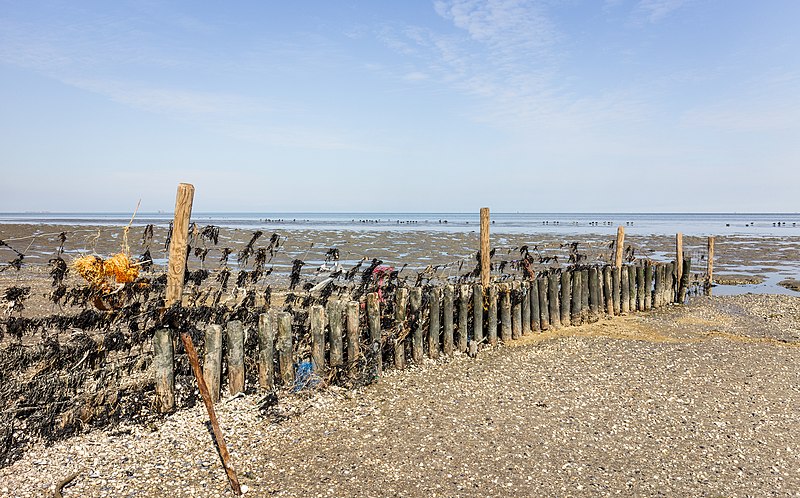 File:Waddenzee achter de zeedijk bij Paesens-Moddergat. 04-04-2023. (actm.) 03.jpg