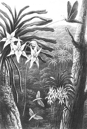 Ilustração de X. morgani, subespécie praedicta, polinizando a orquídea Angraecum sesquipedale, endêmica de Madagáscar.