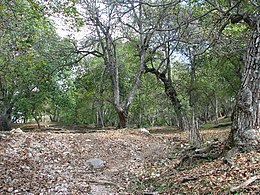 Walnut forest in Arslanbab.jpg