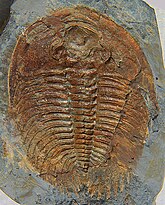 Fossil of the Cambrian trilobite Wanneria Wanneria walcottana negative CRF.jpg