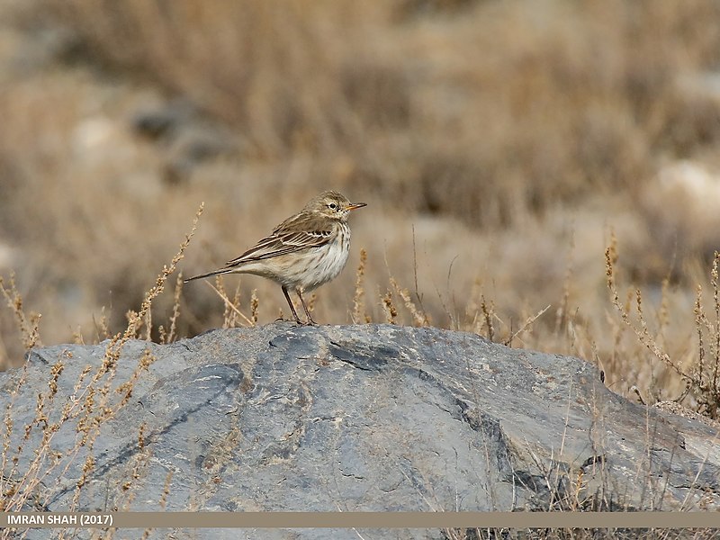 File:Water Pipit (Anthus spinoletta) (37736598725).jpg