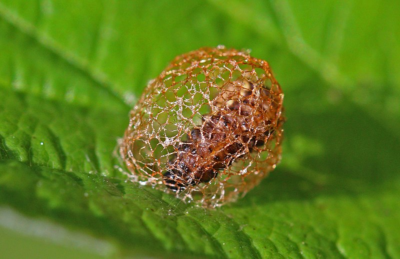 File:Weevil (Hypera rumicis) larva.jpg