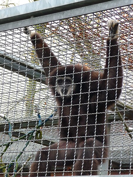 File:Weißhandgibbon Forst.JPG