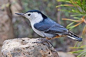 Повзик білогрудий (S. carolinensis)