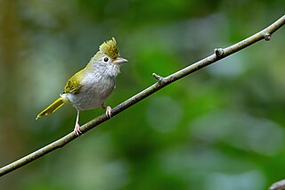 <span class="mw-page-title-main">White-bellied erpornis</span> Species of bird