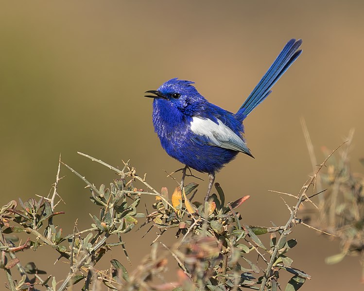 File:White-winged Fairywren - Lake Cargelligo.jpg