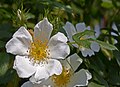 * Nomination White Rosa canina --Ввласенко 20:04, 10 June 2023 (UTC) * Promotion  Support Good quality. --Jakubhal 03:38, 11 June 2023 (UTC)