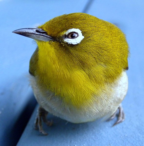 File:White eye.jpg