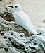 White tern 1.jpg