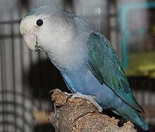 A Whitefaced Blue (Turquoise) female Whitefaced Blue Rosy-Faced Lovebird.jpg