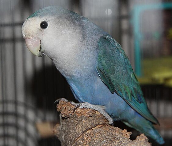 File:Whitefaced Blue Rosy-Faced Lovebird.jpg - Wikimedia Commons